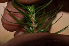 Myriophyllum tuberculatum